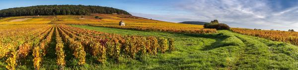 Viñedos en Borgoña